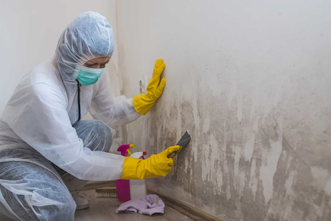 A mold remediation technician in a white protective suit, face mask, and yellow gloves scraping and treating black mold from a wall using a tool and cleaning solution.